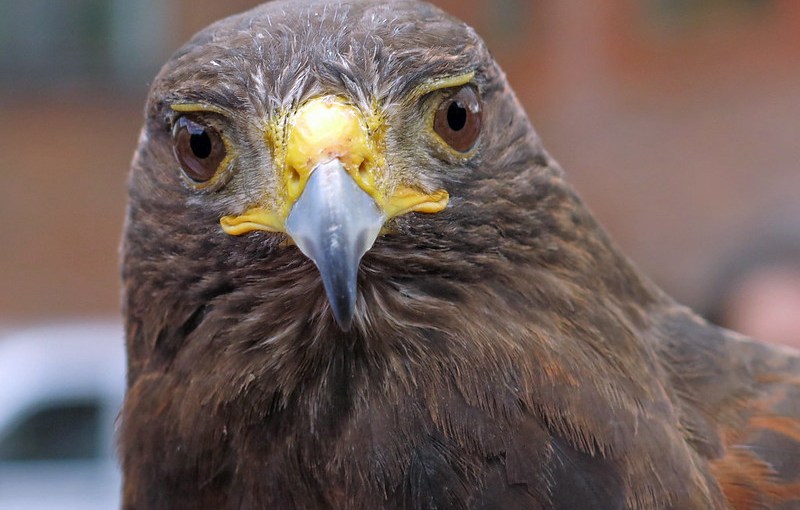 Introducing Rufus the hawk: the official bird scarer of the Wimbledon&nbsp;Championships