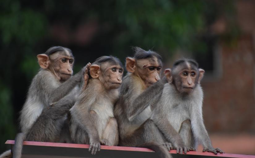 WTF are chaos&nbsp;monkeys?